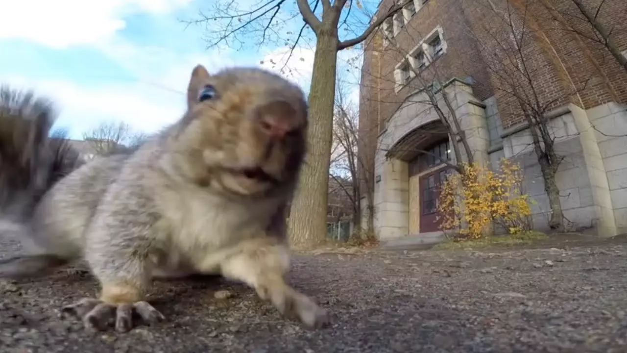 Thumbnail for Squirrel steals GoPro and carries it up a tree
