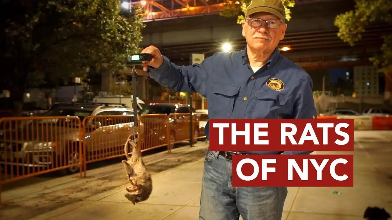 The Rats of New York City